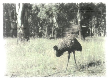 Emu Postcard Deniliquin NSW Australia