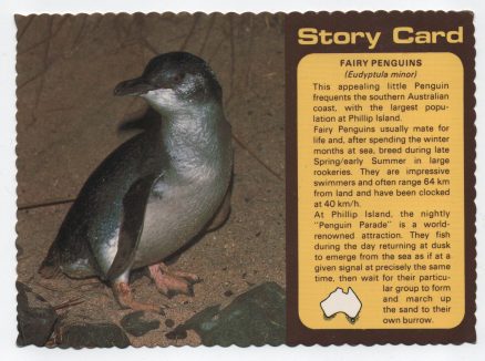 Penguins Eudyptula Postcard 1979