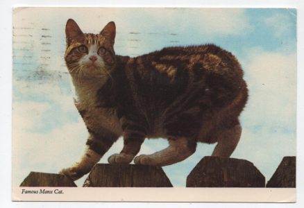 Cat Postcard Famous Manx Isle Of Man