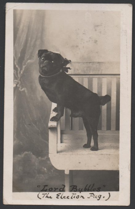 Dog Postcard Election Pug Bubbles  1912