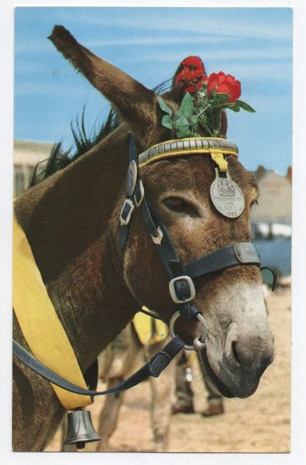 Donkey 1950 Merit Award RSPCA Postcard