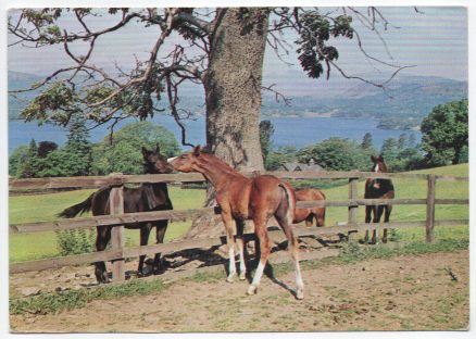 Arab Foals Postcard Medici Society 1979