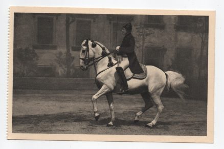 Horse Postcard Spanische Reitschule Wien