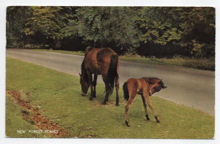 Ponies New Forest 1965 Postcard