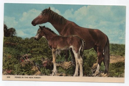 New Forest Ponies Postcard