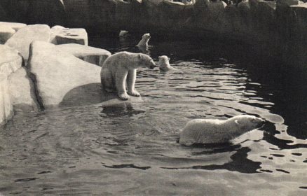 Postcard Bears Parc Zoologique Du Bois