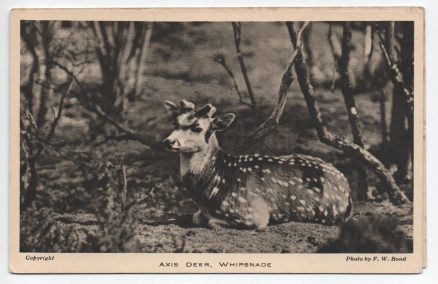 Whipsnade Zoo Axis Deer Postcard