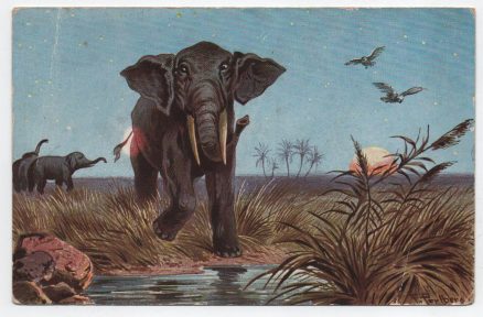 Elephant By The Pond Vintage Postcard