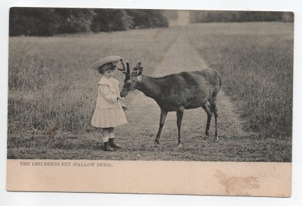 Fallow Deer Postcard  Raphael Tuck