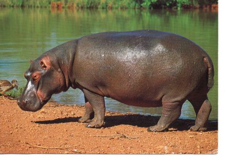 Hippopotamus Postcard South Africa