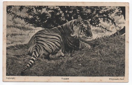 Tiger Whipsnade Park Vintage Postcard