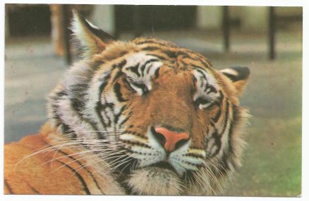 Postcard Tiger London Zoological Society