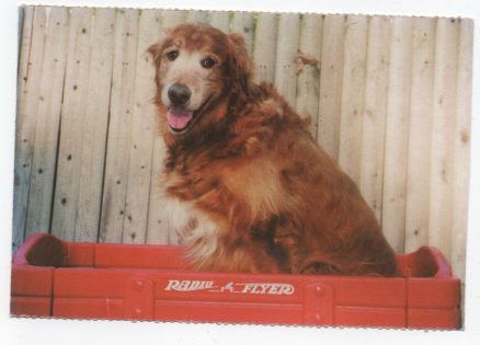 PDSA Dog Postcard