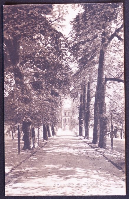 Cambridge  Postcard Trinity College The Avenue