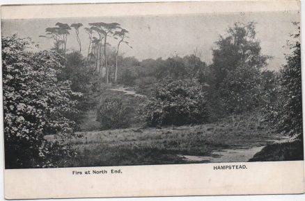 Hampstead Firs Vintage Postcard