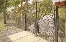 Reedham Norfolk Postcard Peacock Gates At Petits