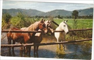 Minehead Forest Ponies Horses Postcard Somerset Vintage 1964