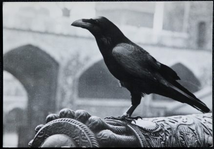 Raven Tower Of London Official MPBW Postcard