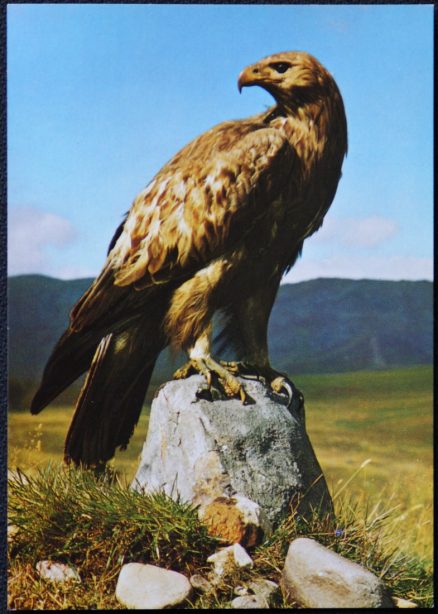 Golden Eagle Postcard