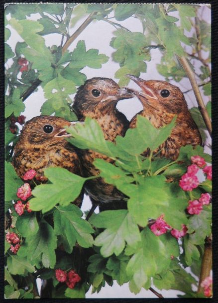 Blackbirds Times Three Postcard