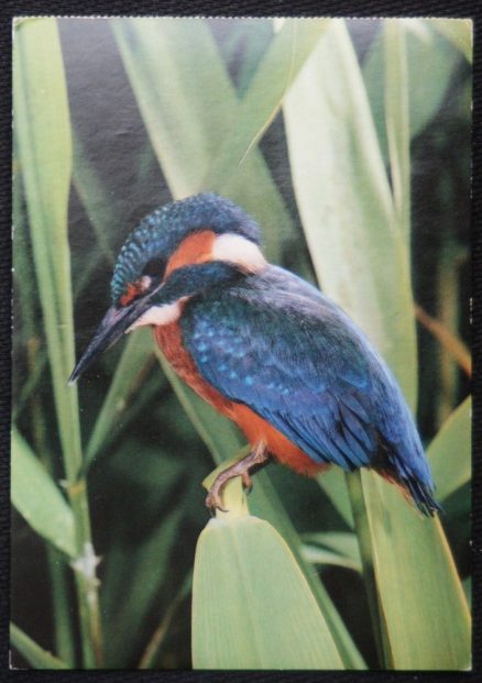 Kingfisher Zetti Kinkelin Old Postcard