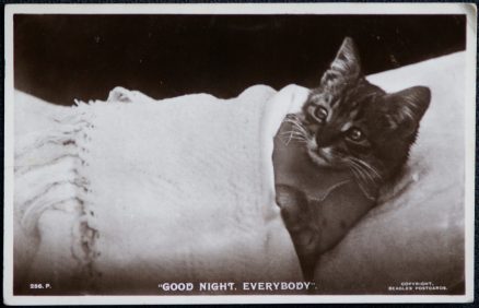 Cat Postcard Good Night Real Photo Postcard