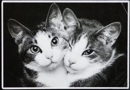 Cat Postcard Two Together 1992