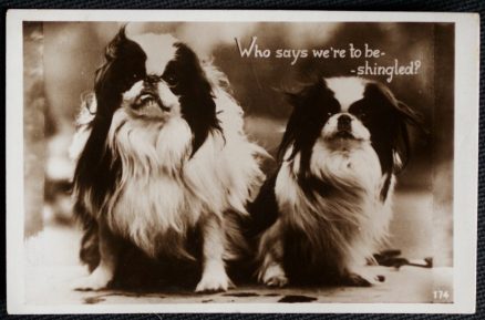 Dog Postcard With Caption Real Photo