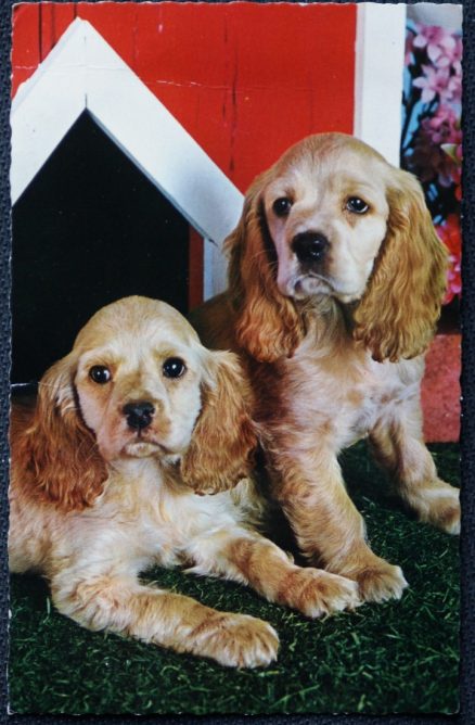 Two Dogs from Bamforth  Postcard