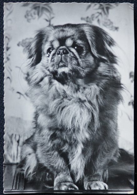 Dog Postcard Pekinese Real Photo