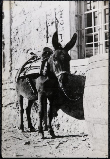 Donkey by Barrel  Real Photo Postcard