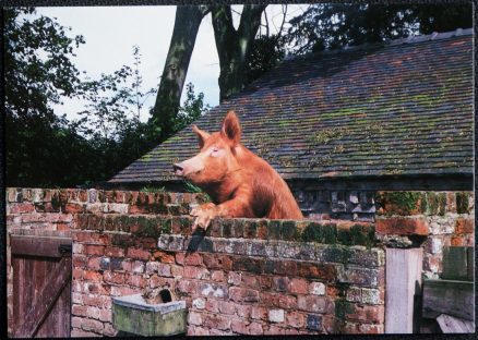 Tamworth Pig Shropshire Postcard