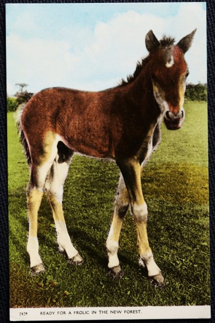 Horse Pony Postcard Dearden & Wade Postcard