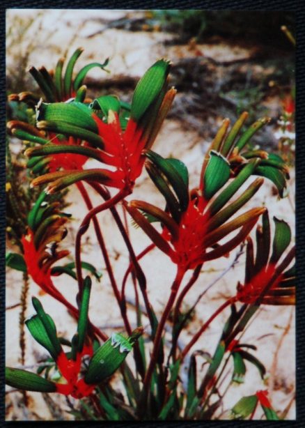 Kangaroo Paw Postcard Western Australian Wildflower