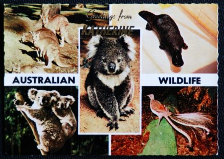 Kangaroo Koala Platypus Lyrebird Australian Wildlife Postcard