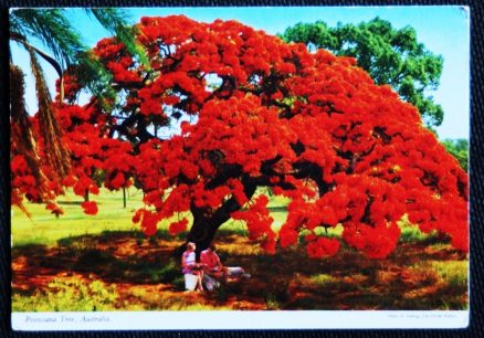 Poinnciana Tree Australia Postcard