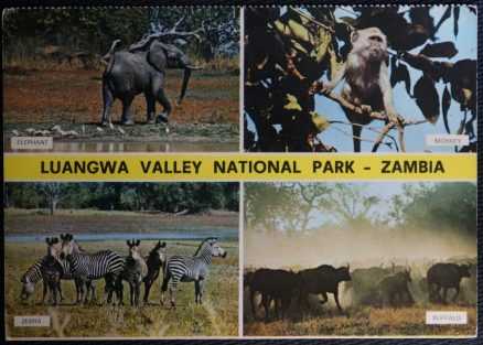 Zambia Postcard Luangwa  Elephant