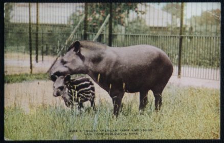 Tapir Postcard South American Zoological