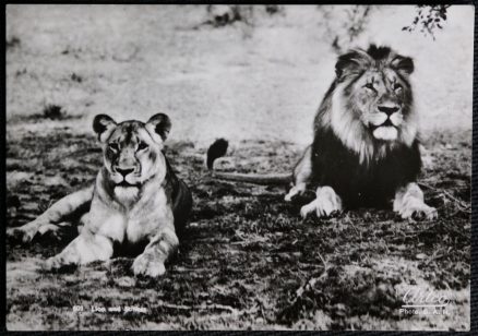 Lion Real Photo Artco Postcard