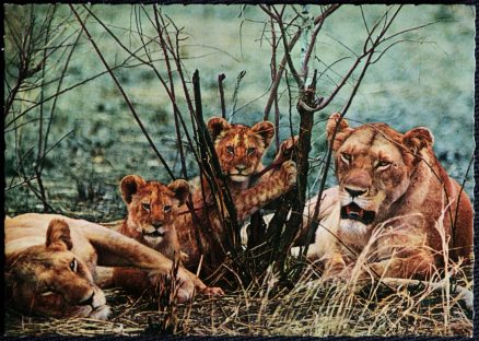 Lions Safari Bergen Hilvarenbeek Postcard