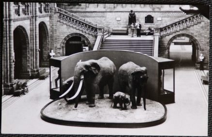 Elephant British Museum Postcard