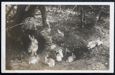 Rabbits Hares Postcard  Keswick