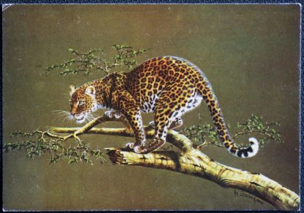 Leopard On The Lookout Postcard