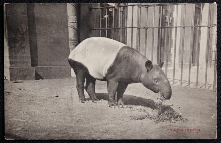 Tapier Postcard Indien Zoologique d'Anvers