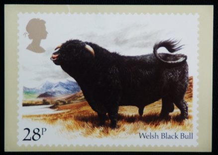 Welsh Black Bull Royal Mail Stamp 1984  Postcard