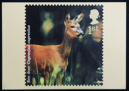 Roe Deer Kate Stephens Royal Mail Stamp Postcard