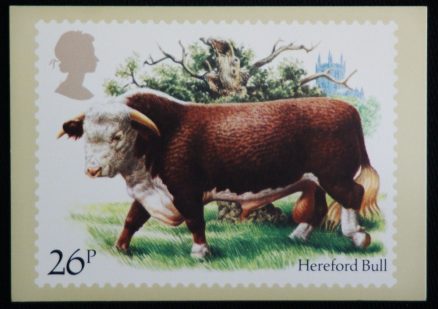 Hereford Bull  Royal Mail Stamp 1984 Postcard