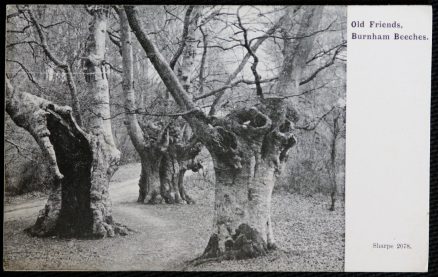 Burnham Beeches Trees Friends Postcard