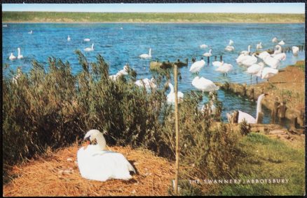 Abbotsbury Postcard Dorset Swannery Bournemouth