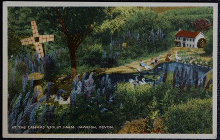 Dawlish Lammas Violet Farm Postcard